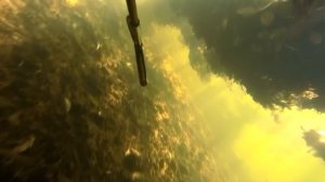 Подводная охота осенью в чистой воде