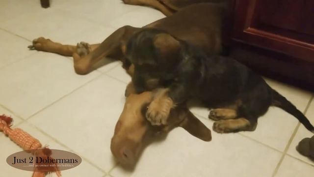 Just 2 Dobermans: Patient Adobe смотреть онлайн