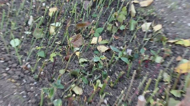 Новые черенки смотреть онлайн