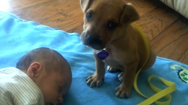 Щенок подошел к спящему ребенку. Вы не поверите в то, что произошло дальше! смотреть онлайн