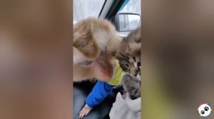 Забавные питомцы #67