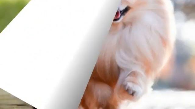 Милые картинки собак/собаки/картинки смотреть онлайн