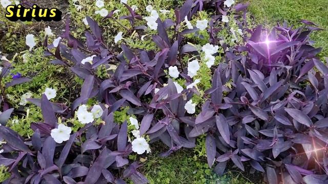 Как наполнить чашку удачей. смотреть онлайн