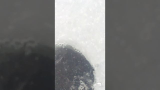 Запускаем вьюна в озеро смотреть онлайн