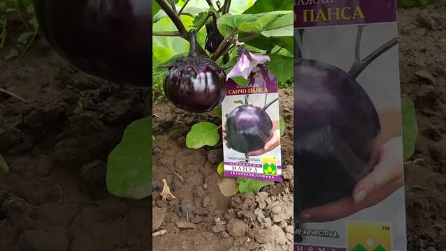 Отчётный ролик Татьяны Федотовой "Тестирование семян овощей фирмы Манул".