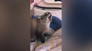 Самые веселые видео с животными