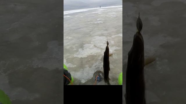 Поклёвка щуки на блесну Клоп 25 смотреть онлайн