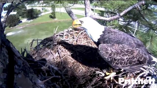 SWFLEagles~Harriet's Big Gulp~10-3-13 смотреть онлайн