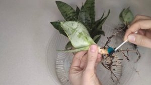 Сансевиерия Хани Сильвер Маргината(Хани Крем). Отделение деток. Как расправить розетку пенопластом.