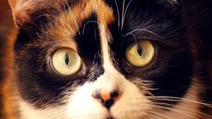 музыка от Slivki Show 7 ЛАЙФХАКОВ ОТ SLIVKISHOW