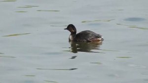 Пірникоза чорношия • Черношейная поганка • Black-necked grebe • Podiceps nigricollis