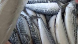 Мороженая Скумбрия 400-600 Фарерские острова. Покупаем оптом. Сохраняем деньги и качество РЫБЫ!
