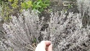 Не спешите выбрасывать куст лаванды! Он может быть живым и абсолютно здоровым!