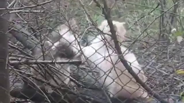 Коты дерутся смотреть онлайн