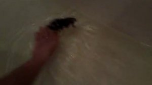 Как Плавают джунгарские хомяки