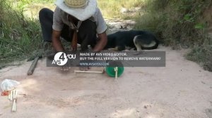 Ловушка для петуха!! Как поймать птицу