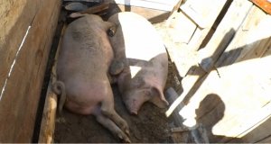 как облегчить жару для свиней?! Советы блога ИЗ ГРЯЗИ В КНЯЗИ