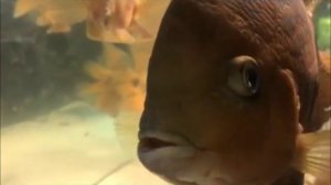 Обзор аквариумных рыбок Более 20ти видов