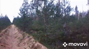 Партизанский край -деревня Тарайка и Крикковский лес.#котельская волость#