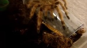 Птицеед дома.