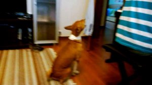 Басенджи поет II