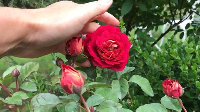 Английские розы. Обзор по сортам. смотреть онлайн