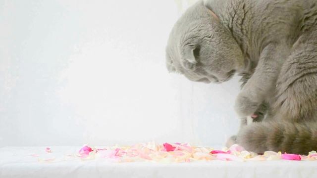?КОТ ПОРШЕ КУПАЕТСЯ В ЛЕПЕСТКАХ? ШОТЛАНДСКИЙ КОТ И ЛАЗЕРНАЯ УКАЗКА?SCOTTISH FOLD? смотреть онлайн