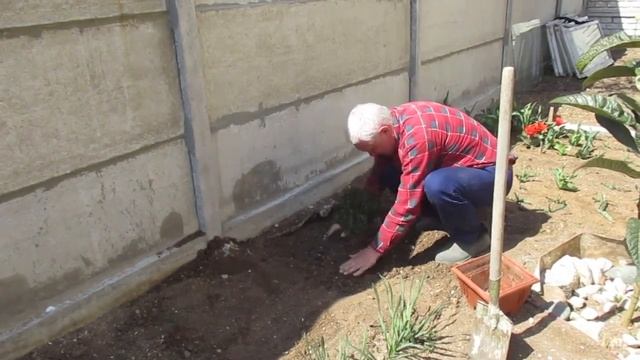 мирт пересадка в открытый грунт смотреть онлайн