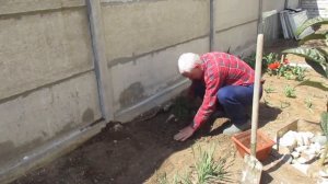 мирт пересадка в открытый грунт