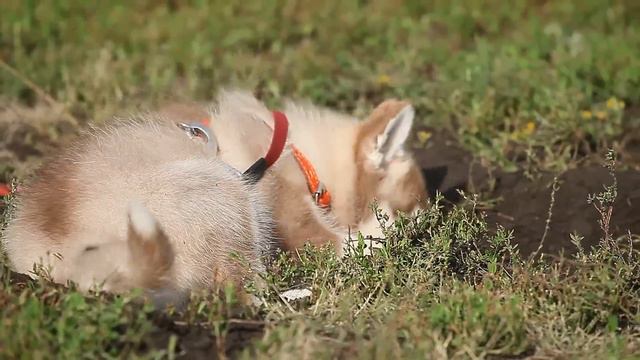 Winter Melody RED CORVETTE ~СТИЧ~ 2 month смотреть онлайн