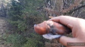 ЛОВЛЯ БЕЛОПОЯСЫХ КЛЕСТОВ? 24.10.20.