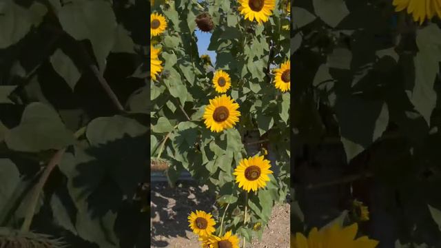 Loads of Sunflowers