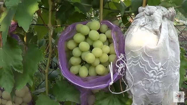 Сорт Винограда Рафинад. Виноград 2015. смотреть онлайн