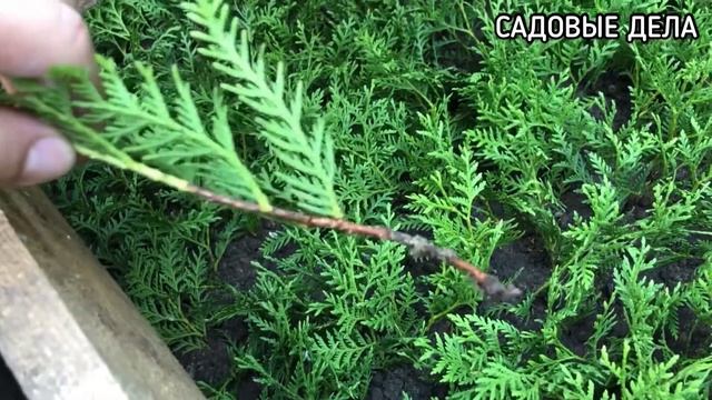 ОБЗОР КОРНЕЙ НА ЧЕРЕНКАХ | САДОВЫЕ ДЕЛА#обзоркорней #череночник #черенкование #черенки #садовыедела