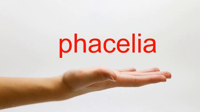 How to Pronounce phacelia - American English смотреть онлайн