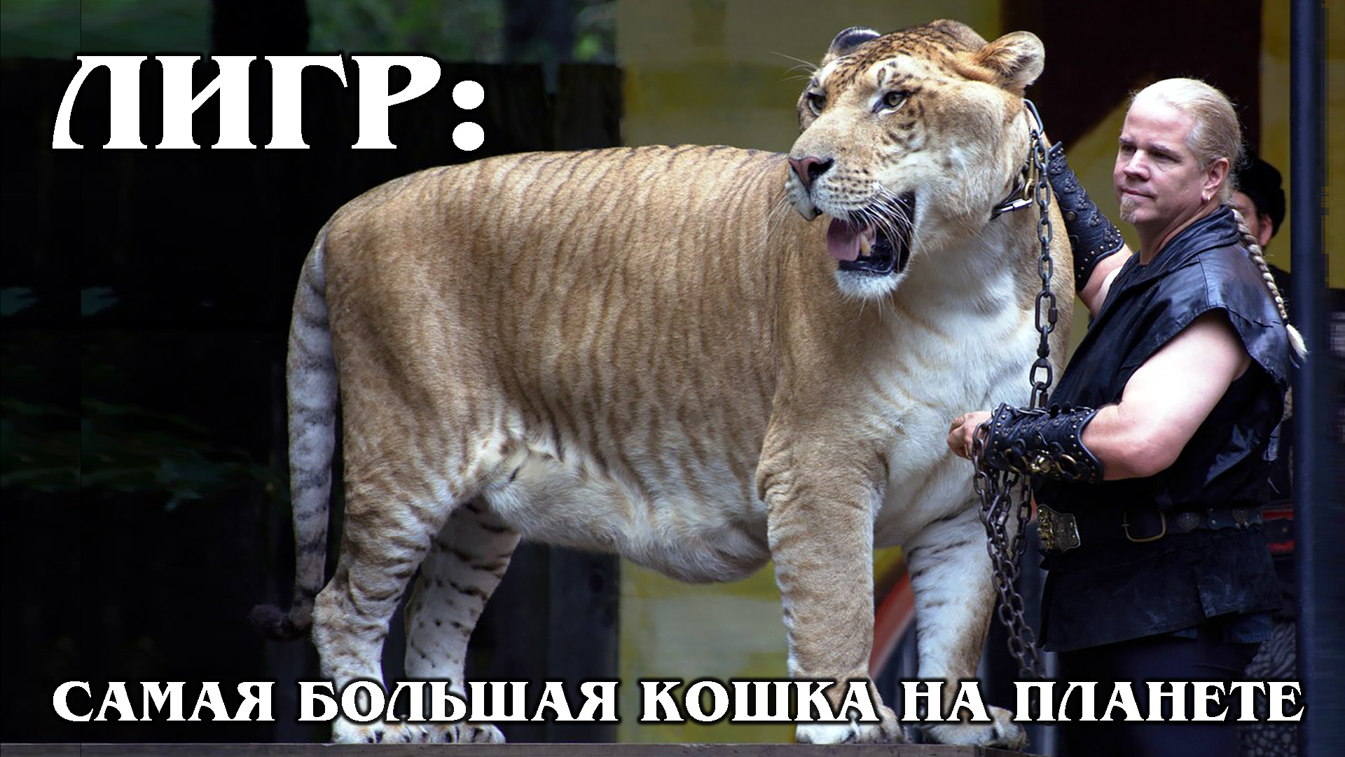 новосибирск зоопарк лигр