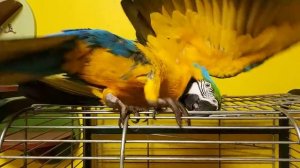 Попугай ара и браслет