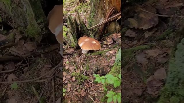 Огромный белый гриб возле дорожки. Huge boletus near a path.