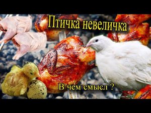 Перепел техасский белый бройлер Что за птичка невеличка Немного о мясной породе