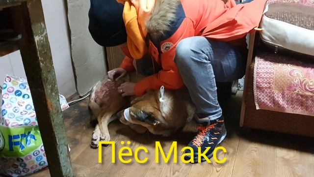 Шесть бездомных пациентов на лечении. Три постояльца ветсанчасти и три новых пациента за один день