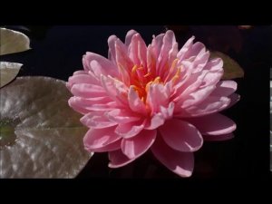 Нимфея April Peony (Апрельский пион) кувшинка, waterlily, водные растения, пруд