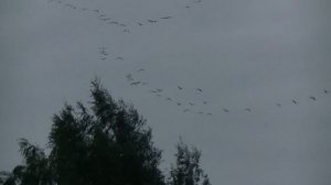 Клин журавлей