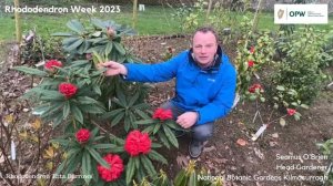 Favourite Rhododendron part one