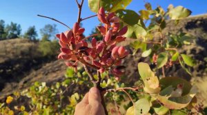 Фисташка созрела в горах Крыма)!