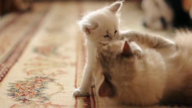 Котята НЕВСКИЕ маскарадные смотреть онлайн