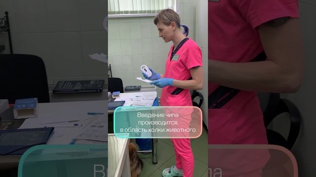 Чипирование собак, видео из ветеринарной клиники смотреть онлайн