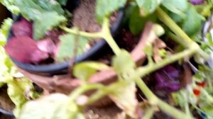 Therd Ramadan Mubarak/                      harvest /tomatoes/brinjel/chillies