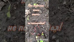 Жуки-рогачи в нашем огороде.