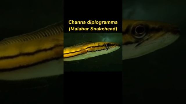 JENIS IKAN CHANA PART 2 ! смотреть онлайн