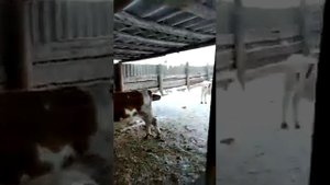 меняем передние колеса на т 40